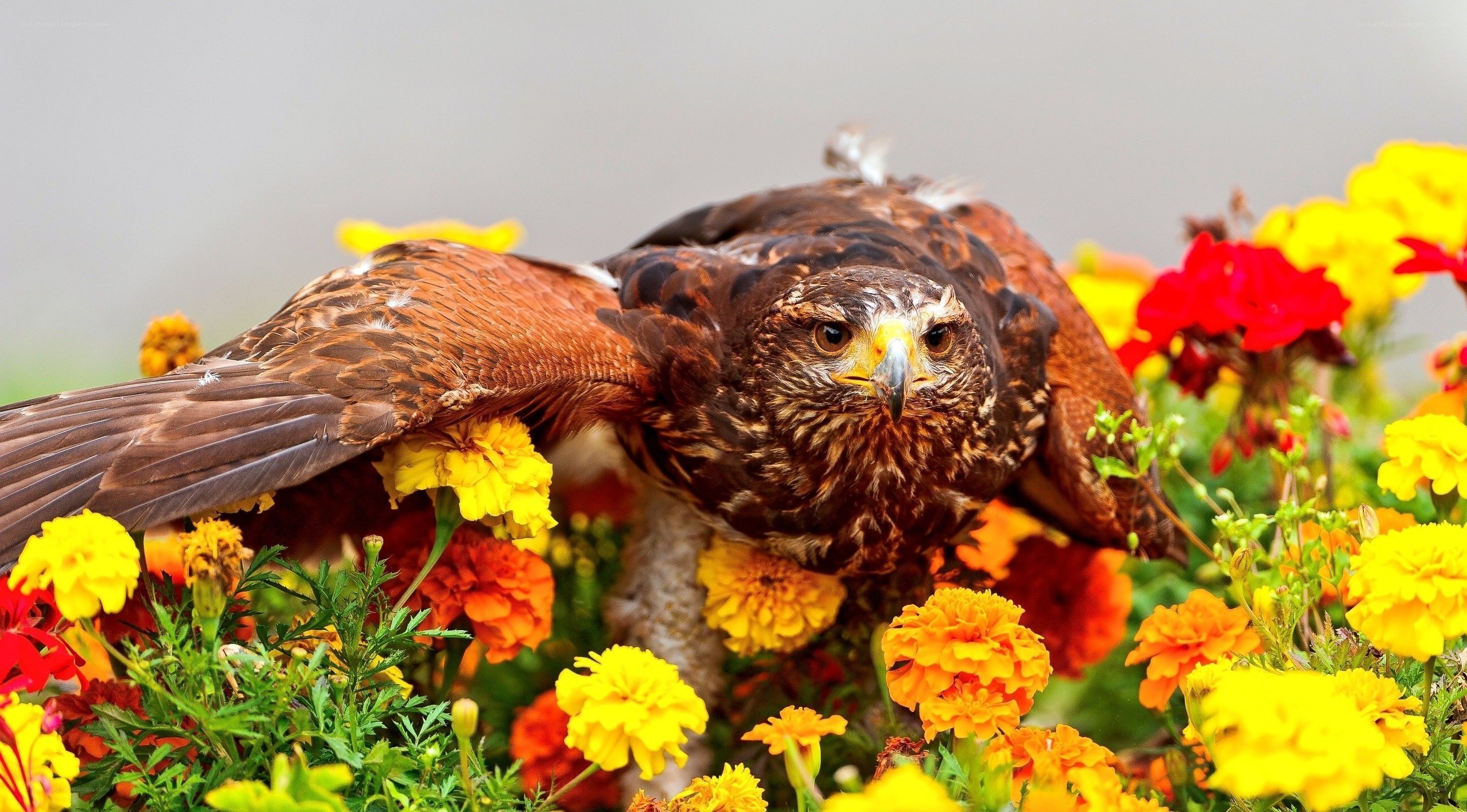 Hawk among colorful flowers
