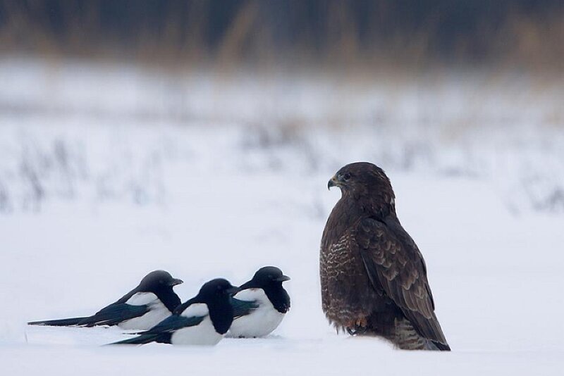 Hawk and Magpies in Snow