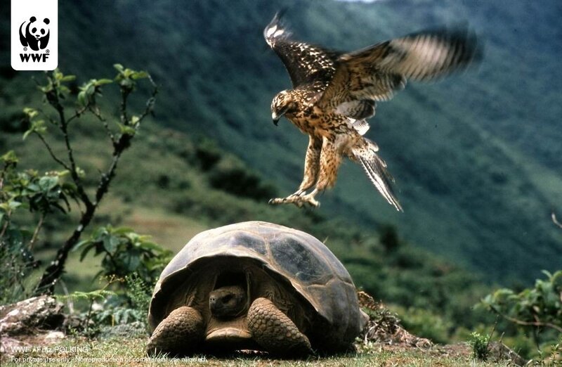 Hawk Attacking Tortoise