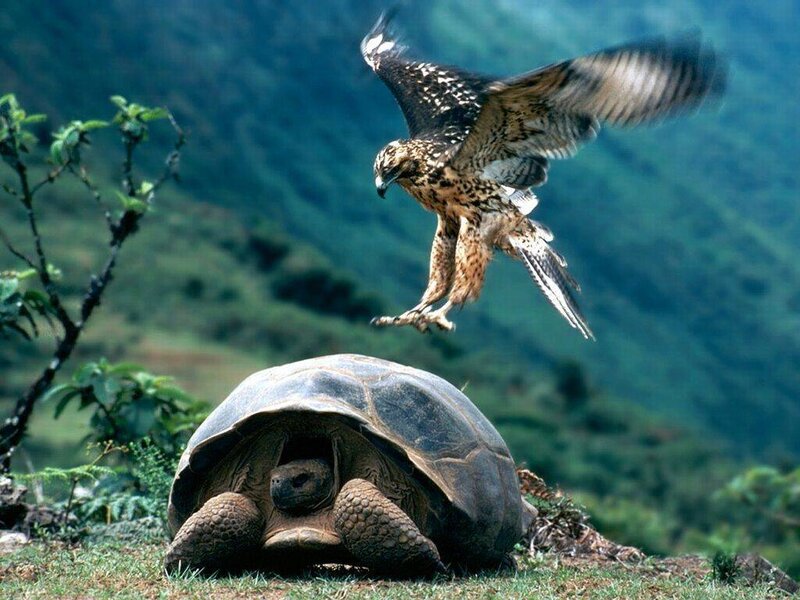 Hawk attacks tortoise