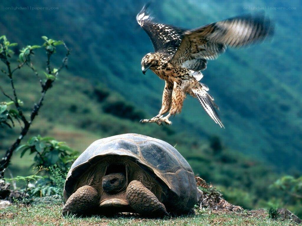 Hawk attacks tortoise