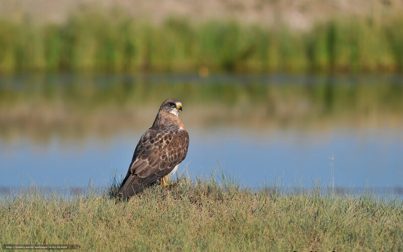 Hawk by the water