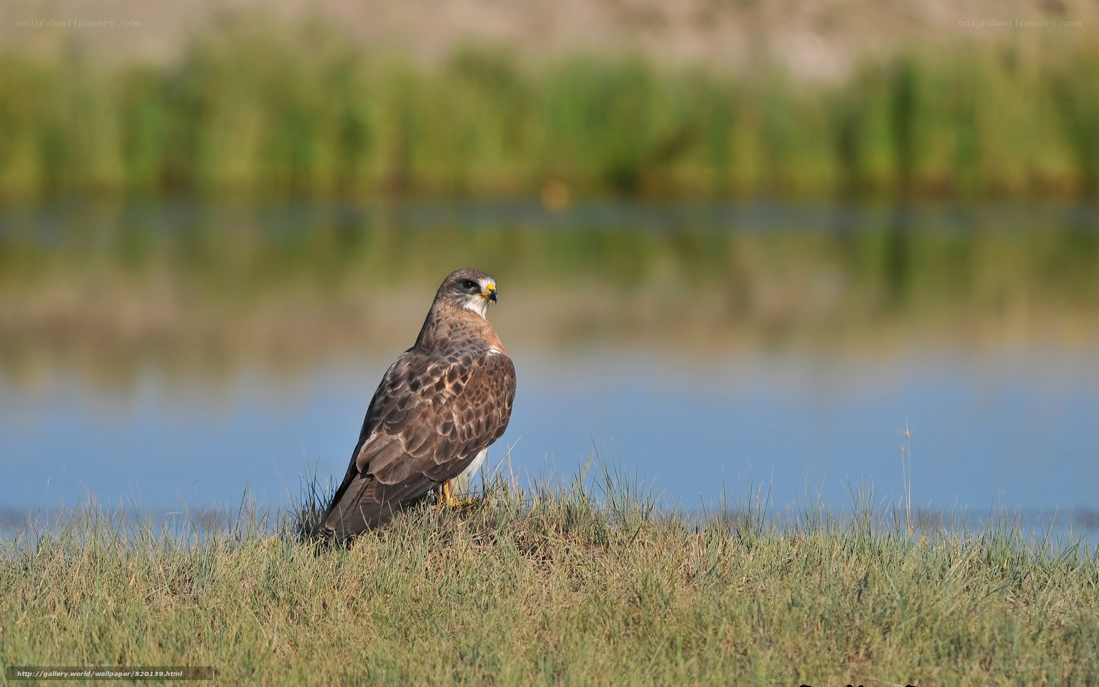 Hawk by the water
