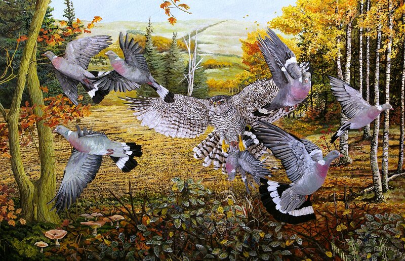 Hawk Chasing Pigeons