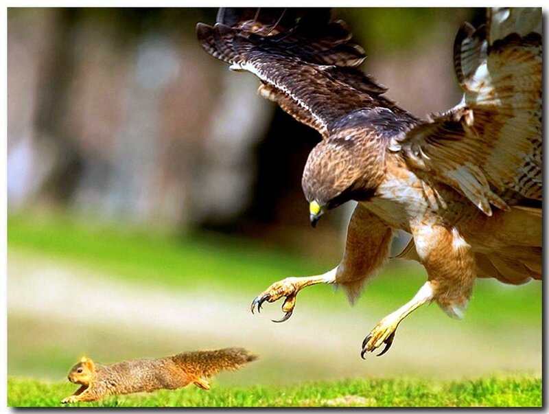Hawk Chasing Squirrel — Green