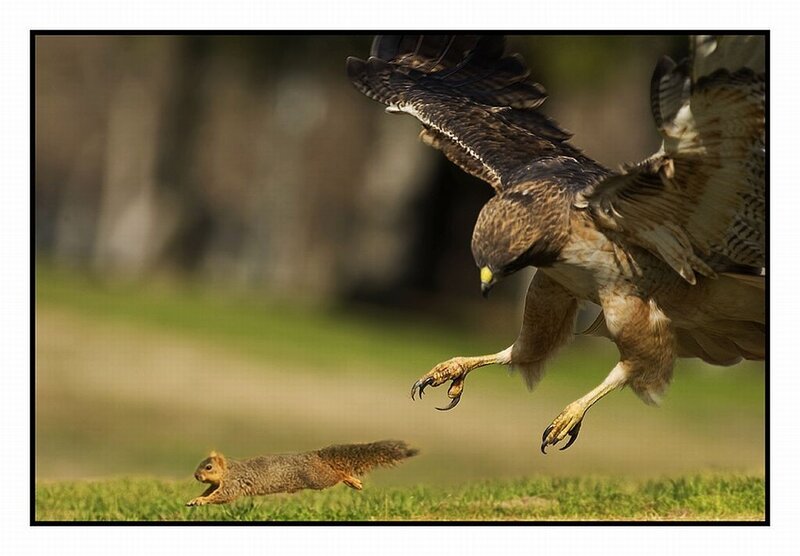 Hawk Chasing Squirrel