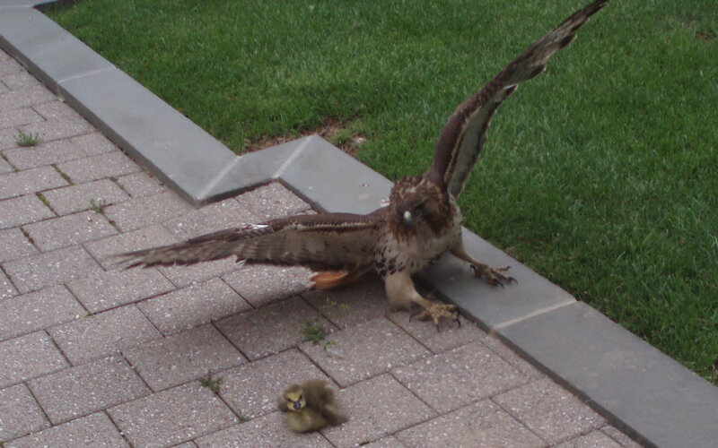 Hawk confronts a gosling