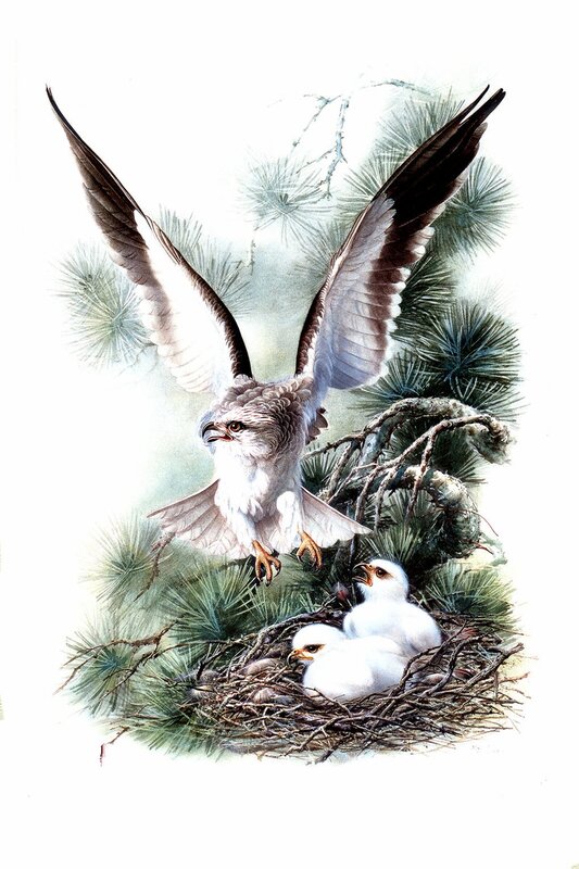 Hawk feeding its chicks
