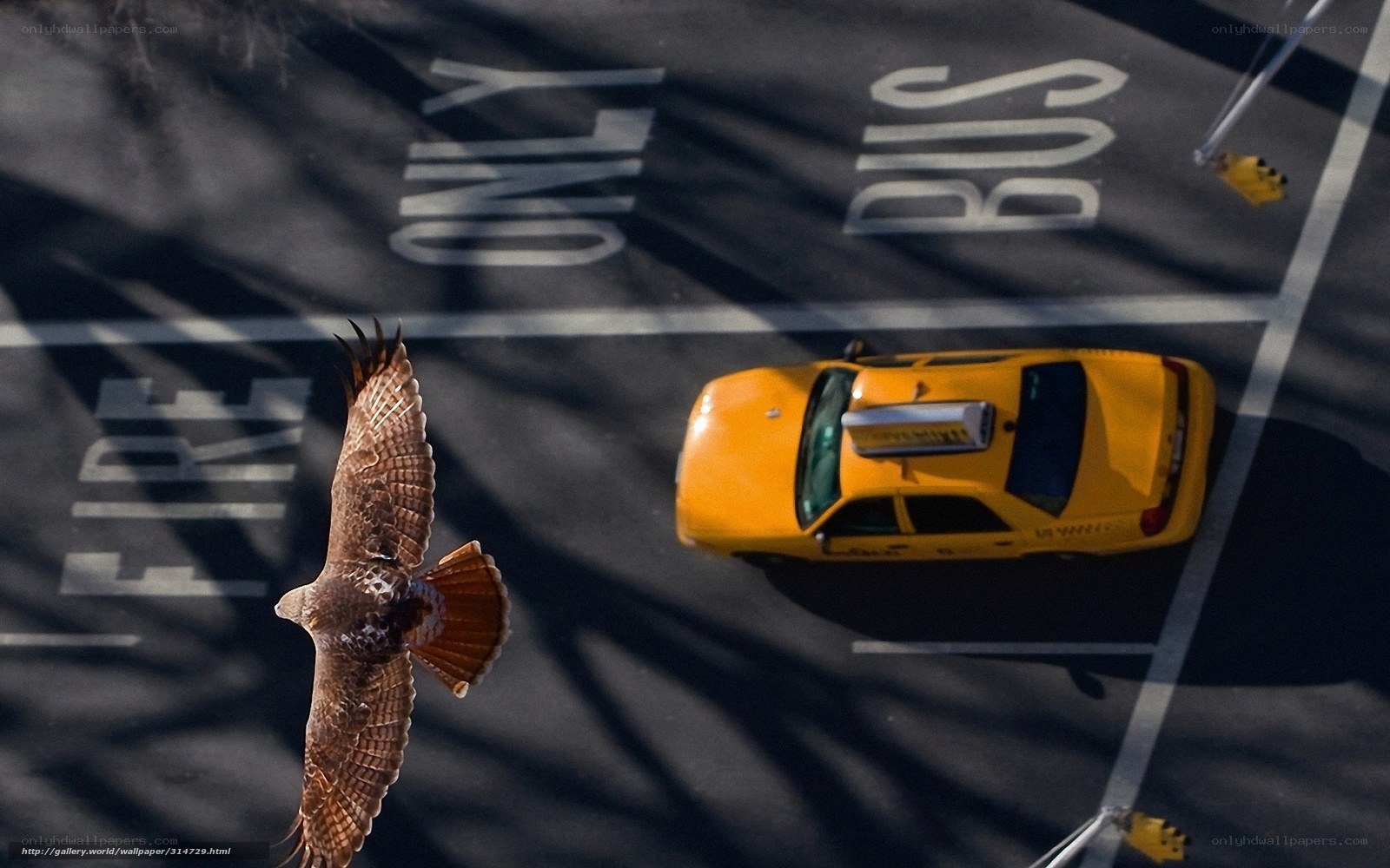 Hawk flying over city street
