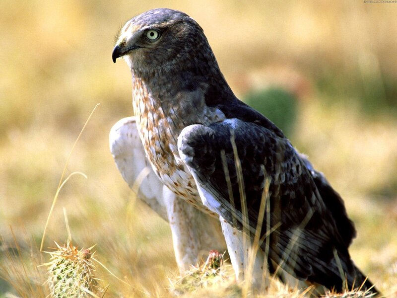 Hawk in a desert landscape