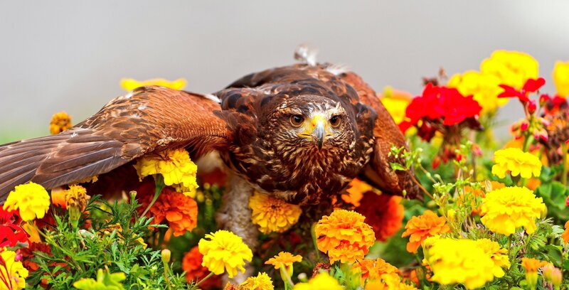 Hawk in a flower garden