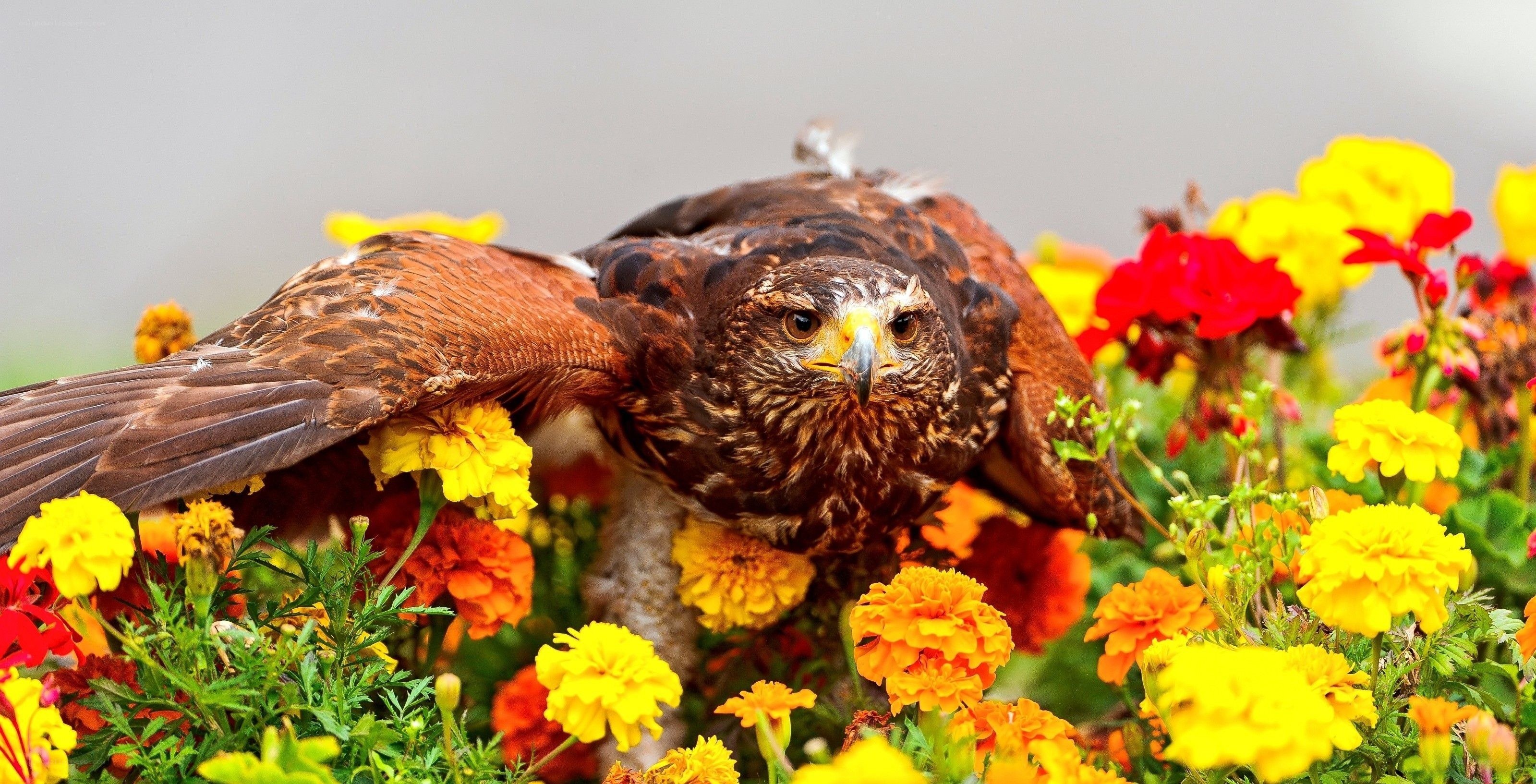 Hawk in a flower garden