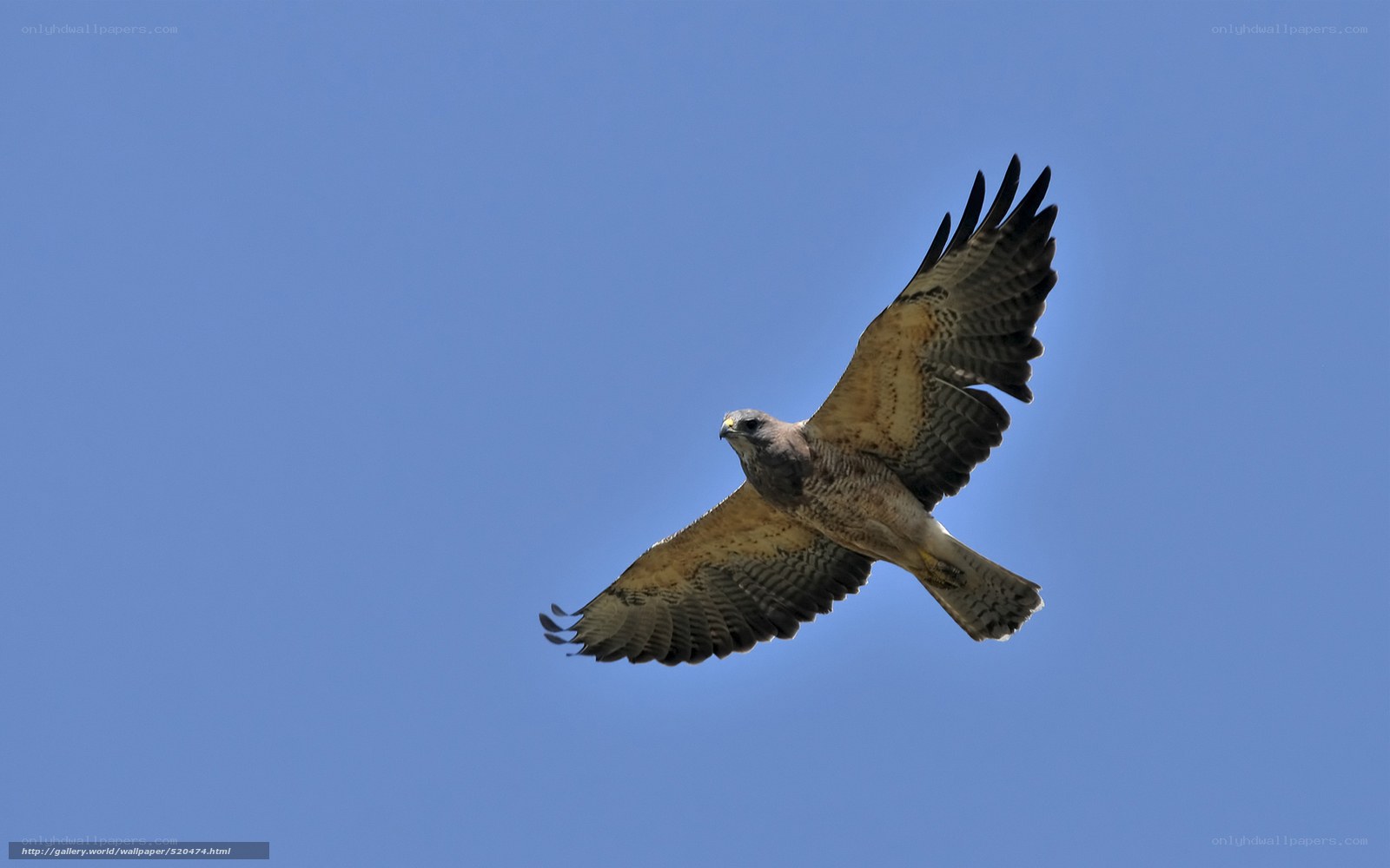 Hawk in flight against blue sky