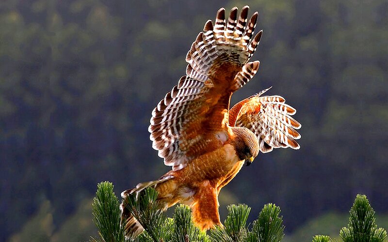 Hawk in flight on pine tree