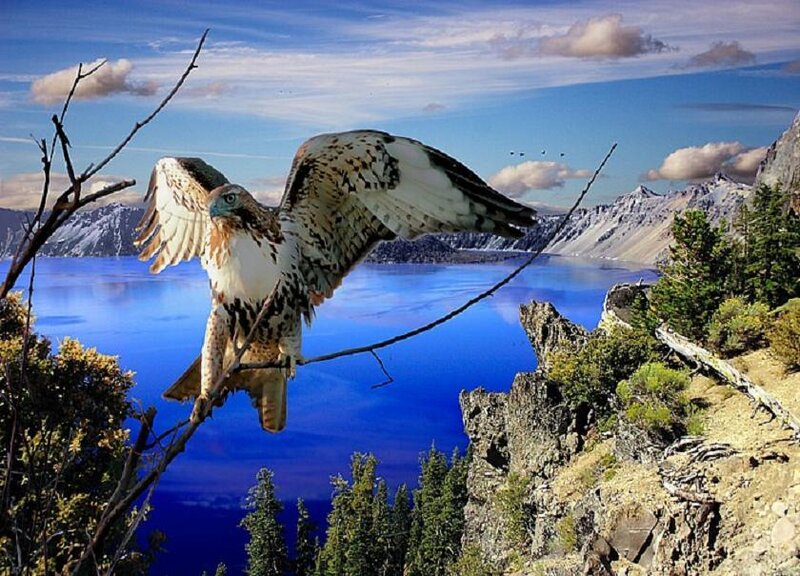Hawk in flight over a lake