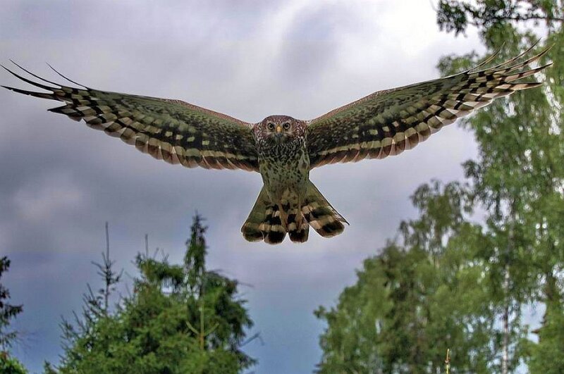 Hawk in flight over forest