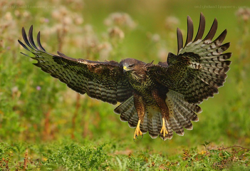 Hawk in flight over grassland