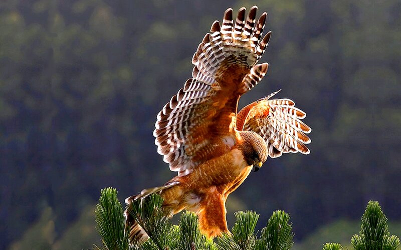 Hawk in flight over pine trees
