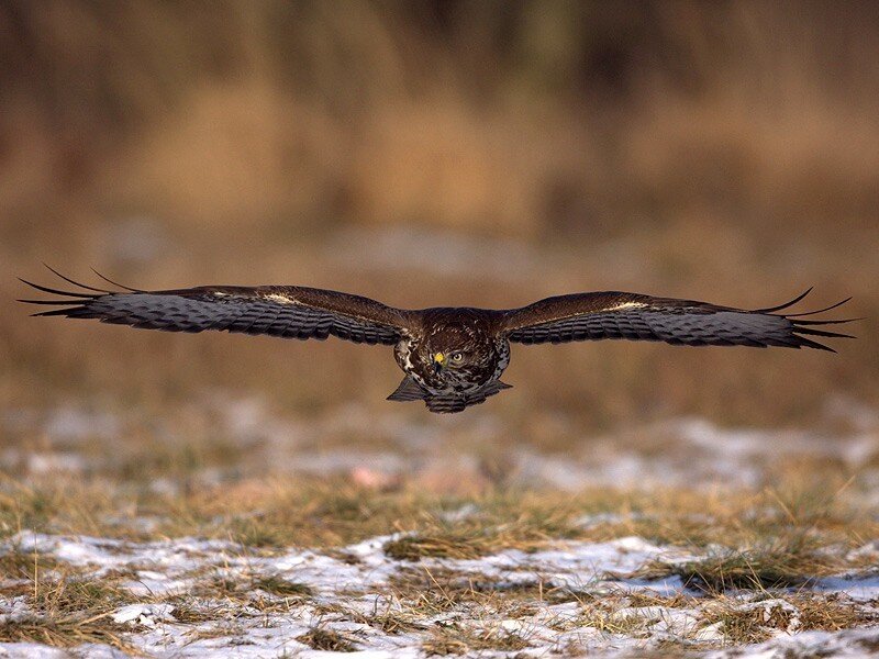 Hawk in flight over snowy field