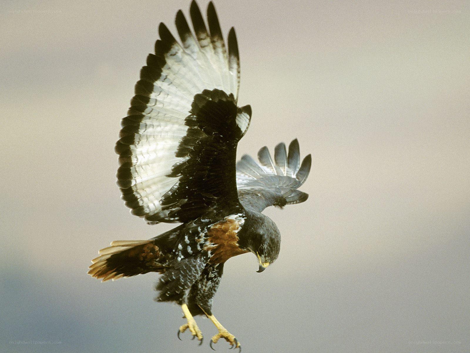 Hawk in flight with talons extended
