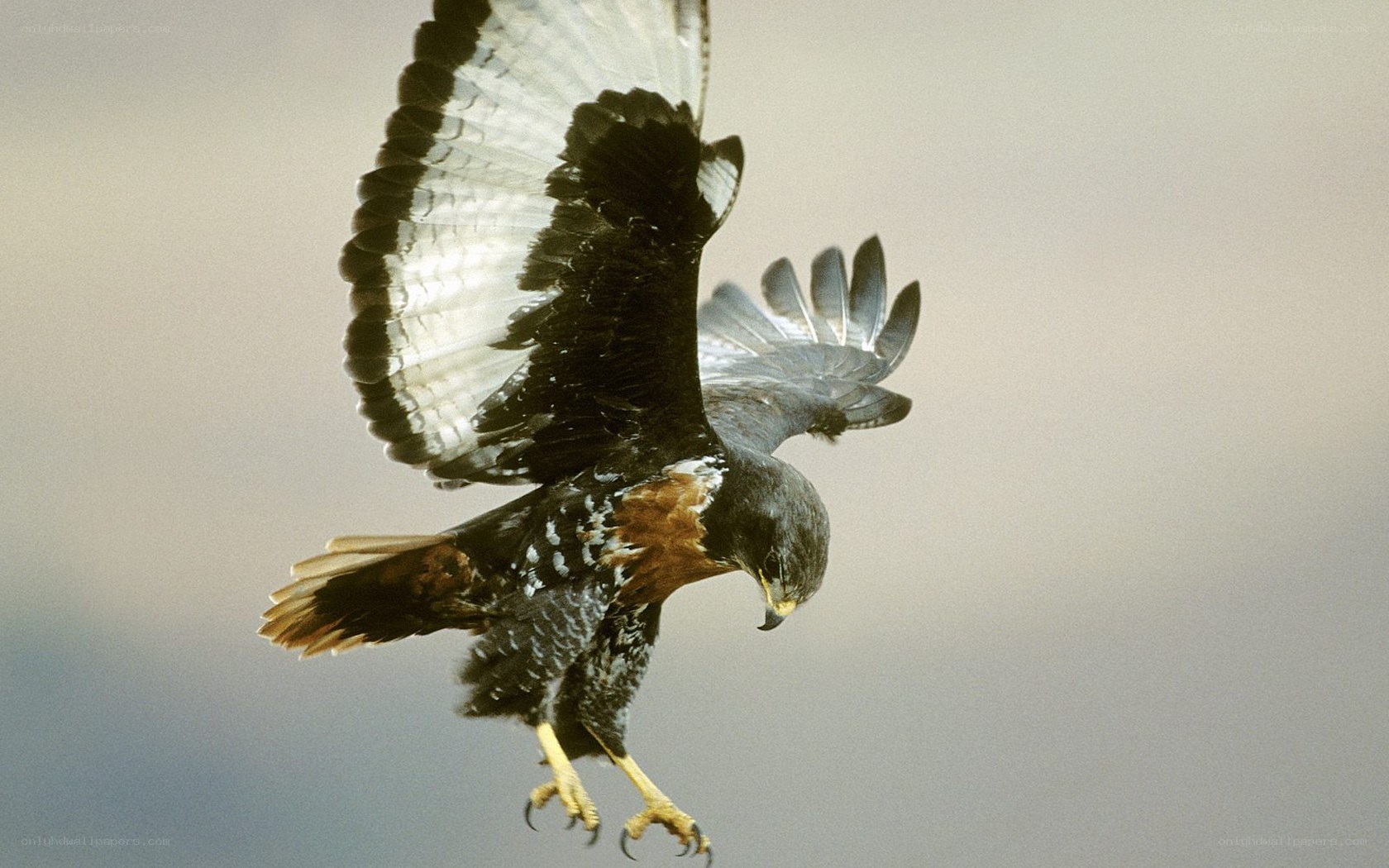 Hawk in flight with talons extended