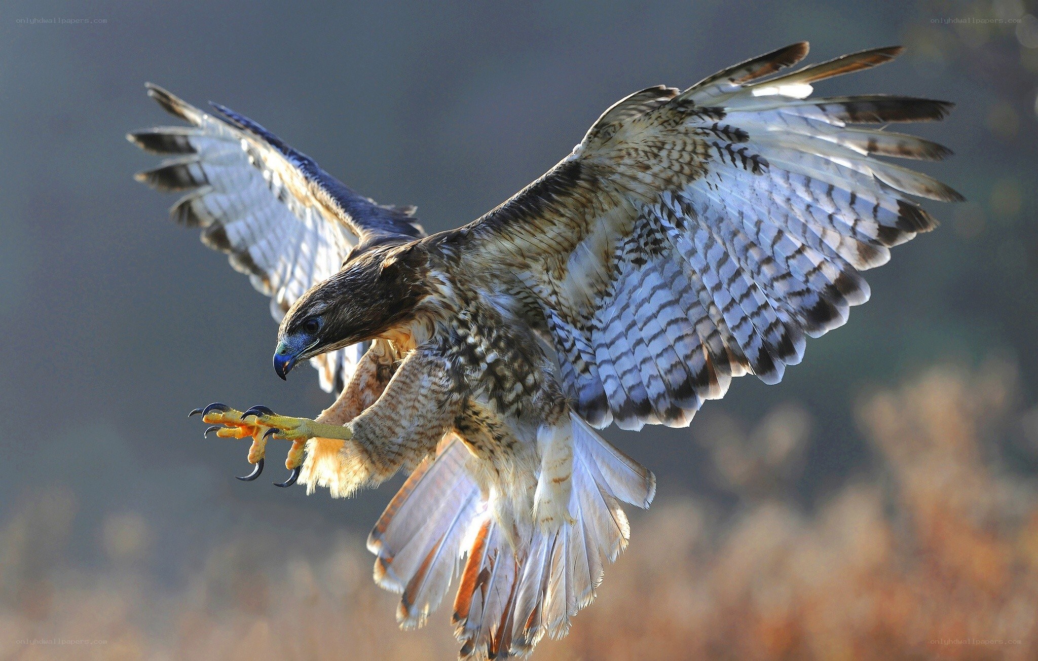 Hawk in flight with talons extended