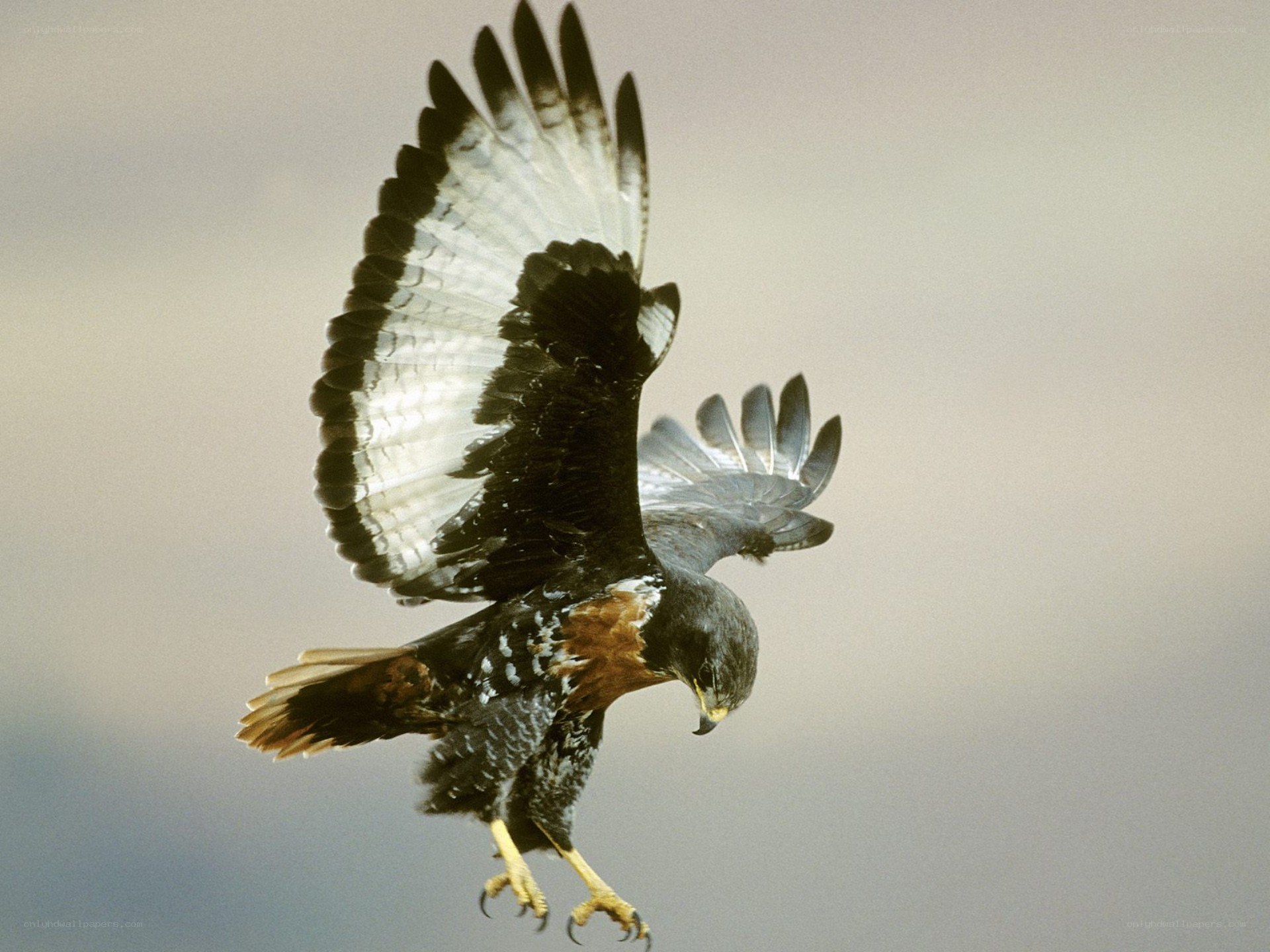 Hawk in flight with talons extended