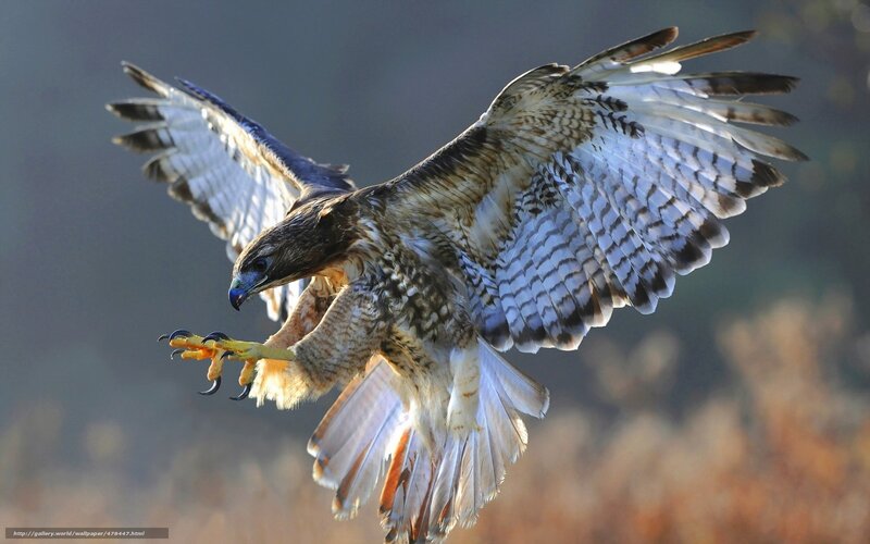 Hawk in flight with talons extended