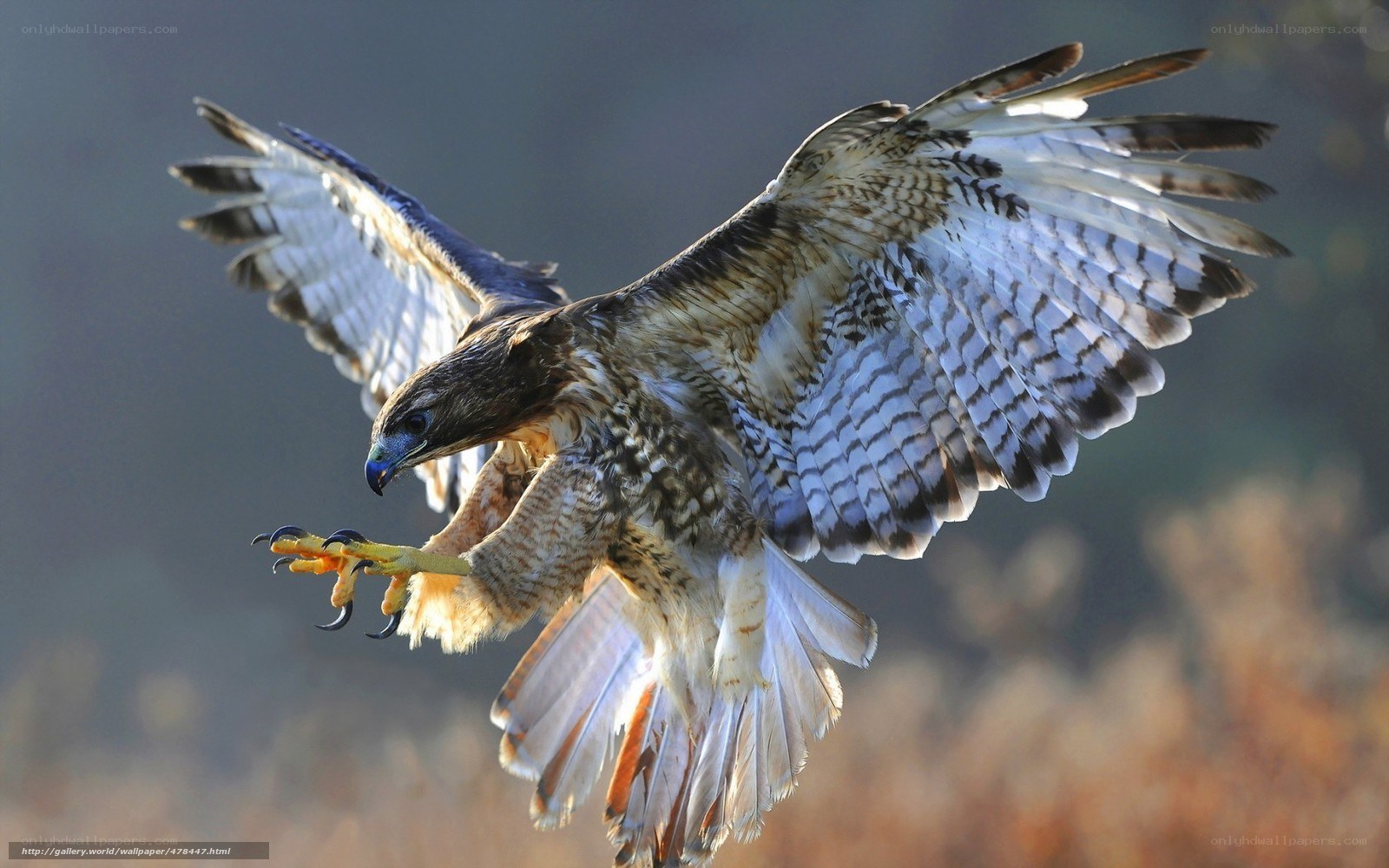 Hawk in flight with talons extended