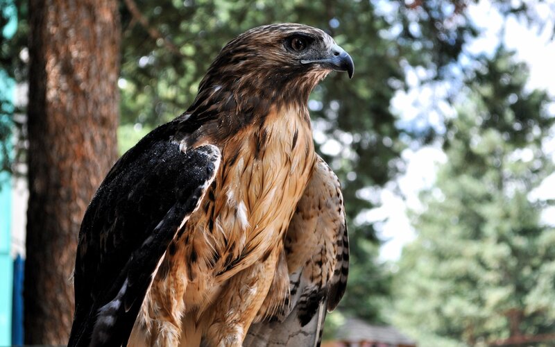 Hawk in forest setting