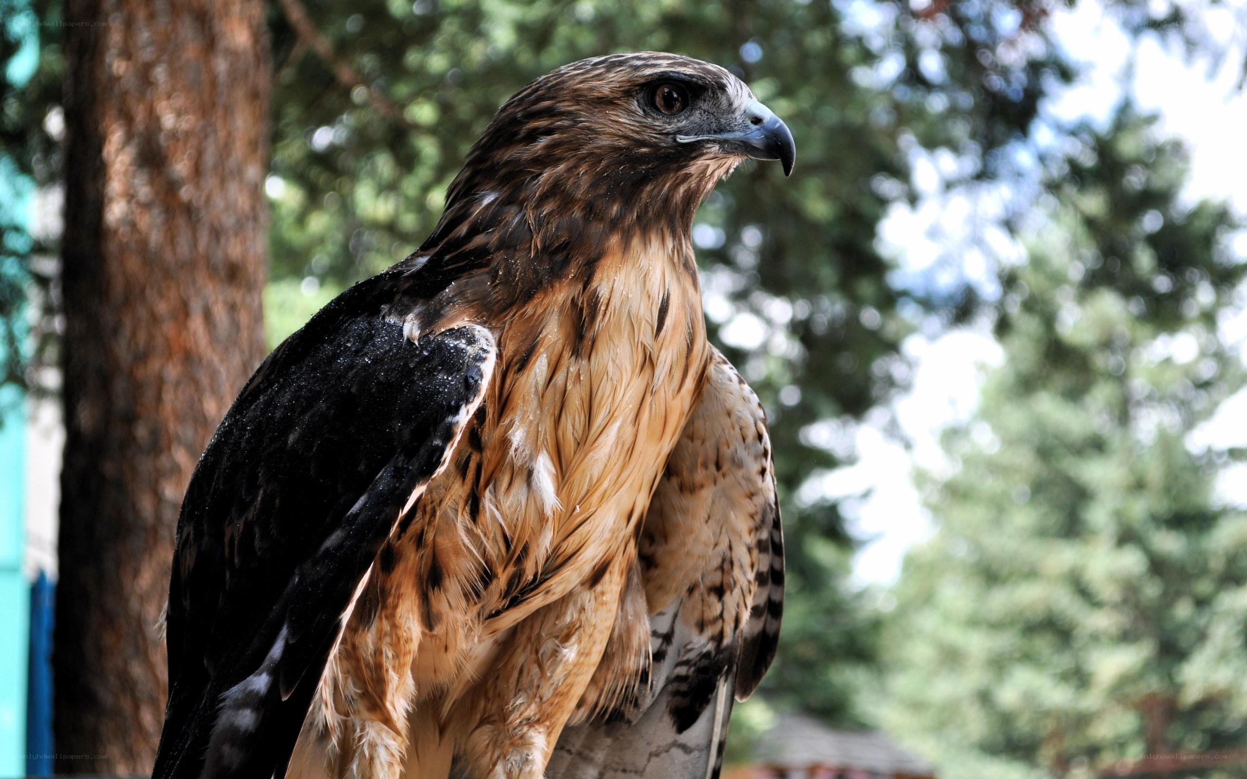 Hawk in forest setting