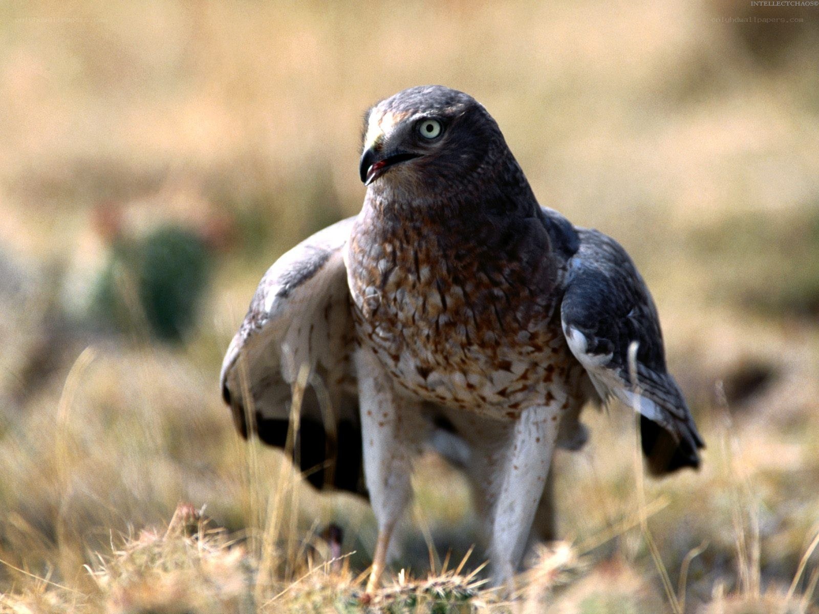 Hawk in grassy field