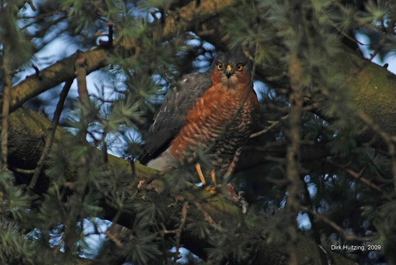 Hawk in Pine Tree