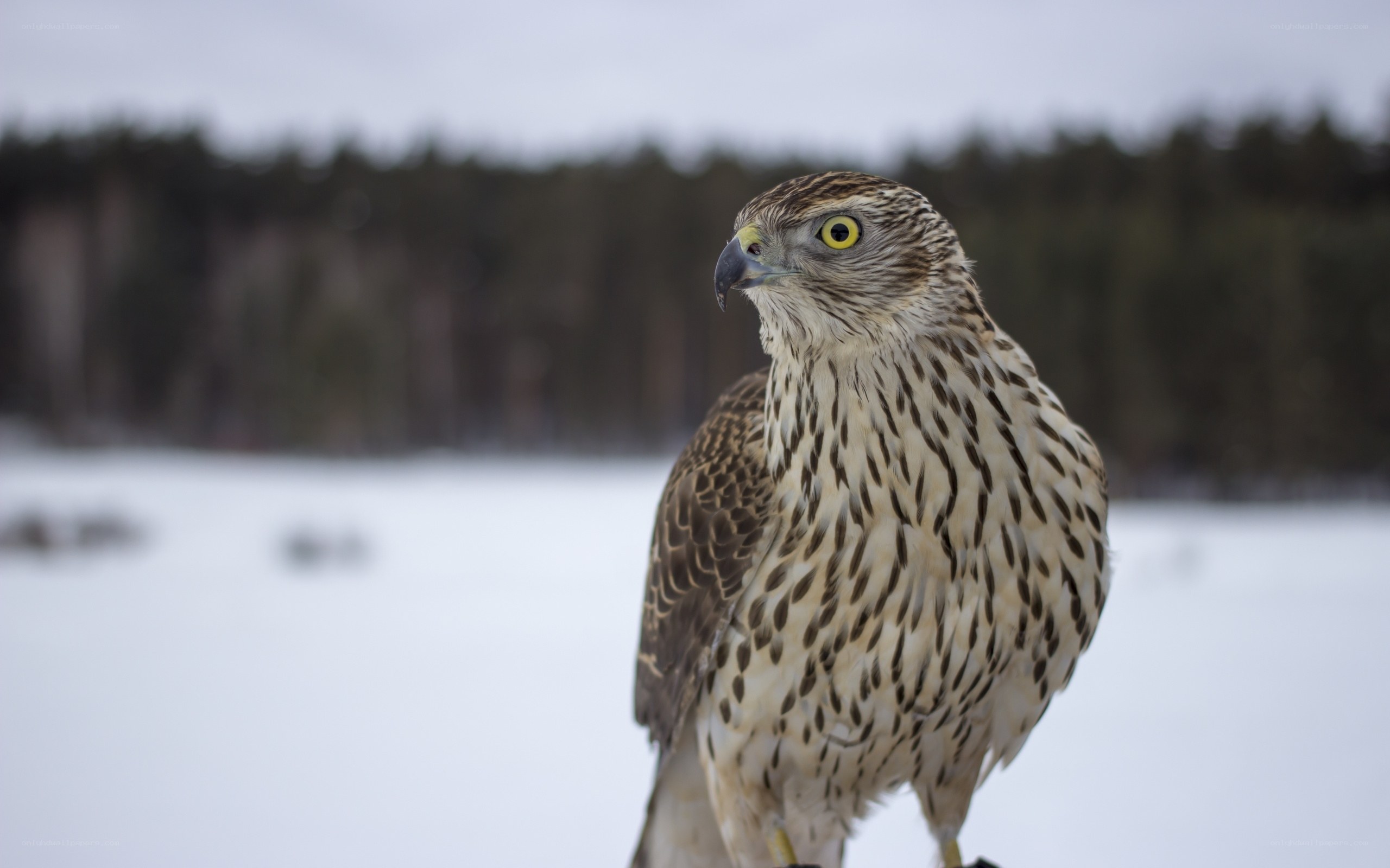 Hawk in snowy landscape