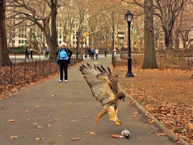 Hawk landing on park path