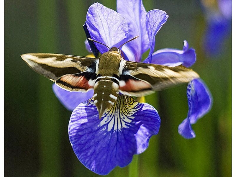 hawk moth on a purple iris