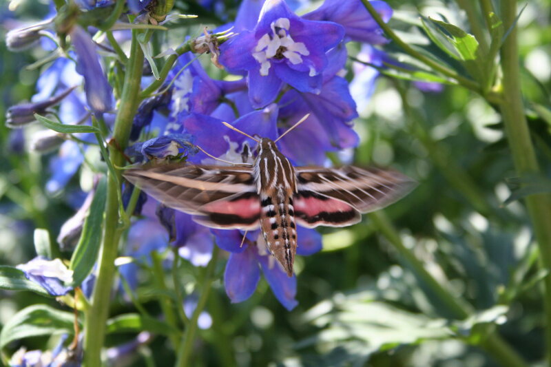 Hawk Moth on Flower