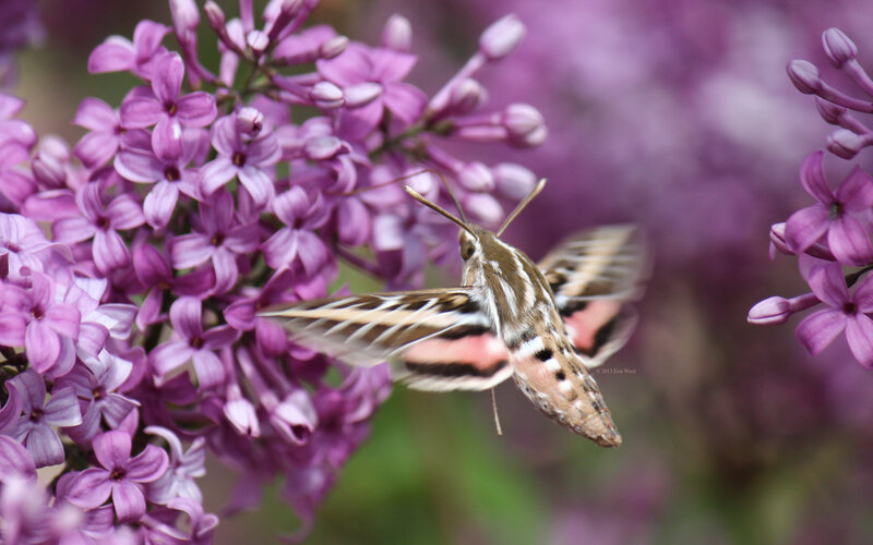 Hawk Moth on Lilac