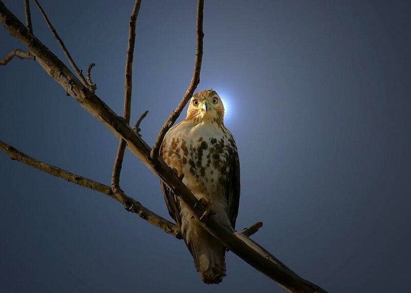Hawk on a Branch — Blue