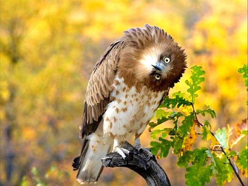 Hawk on a branch