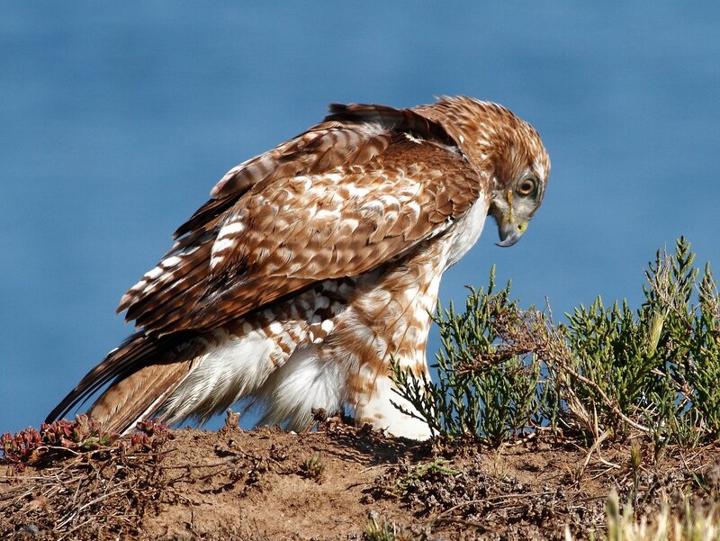Hawk on a cliff