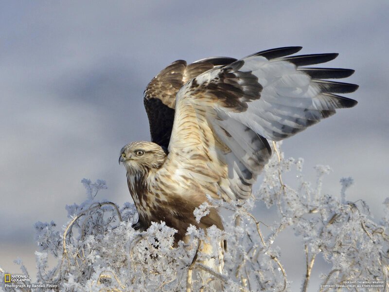 Hawk on Frosty Plant
