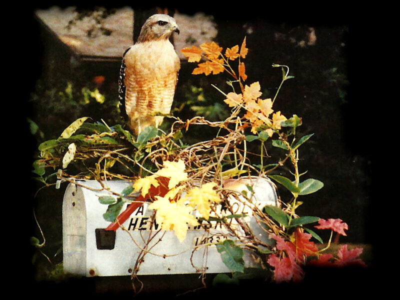 Hawk on Mailbox