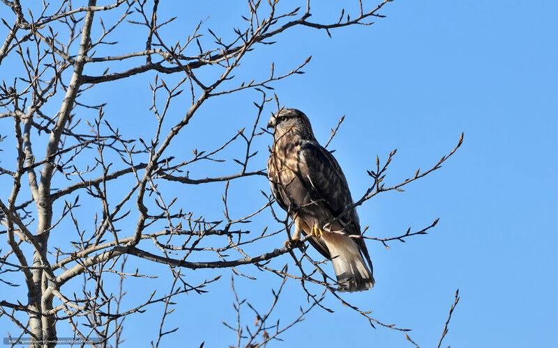 Hawk on Tree Branch
