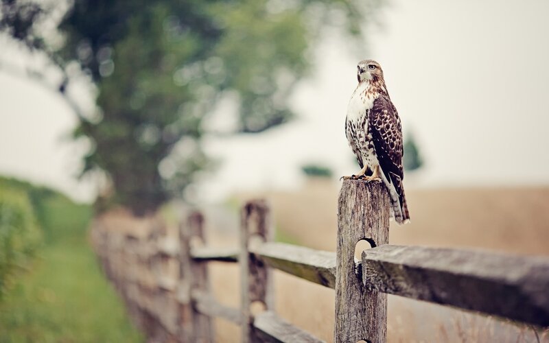 Hawk on Wooden Fence — Brown