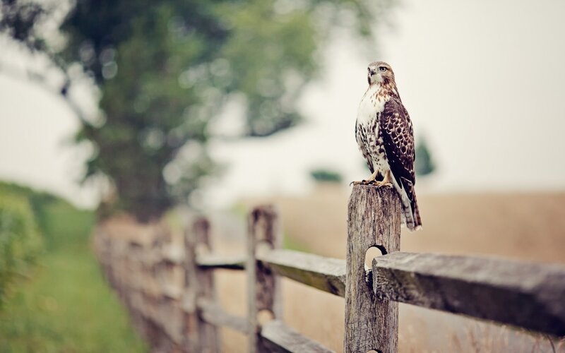Hawk on Wooden Fence