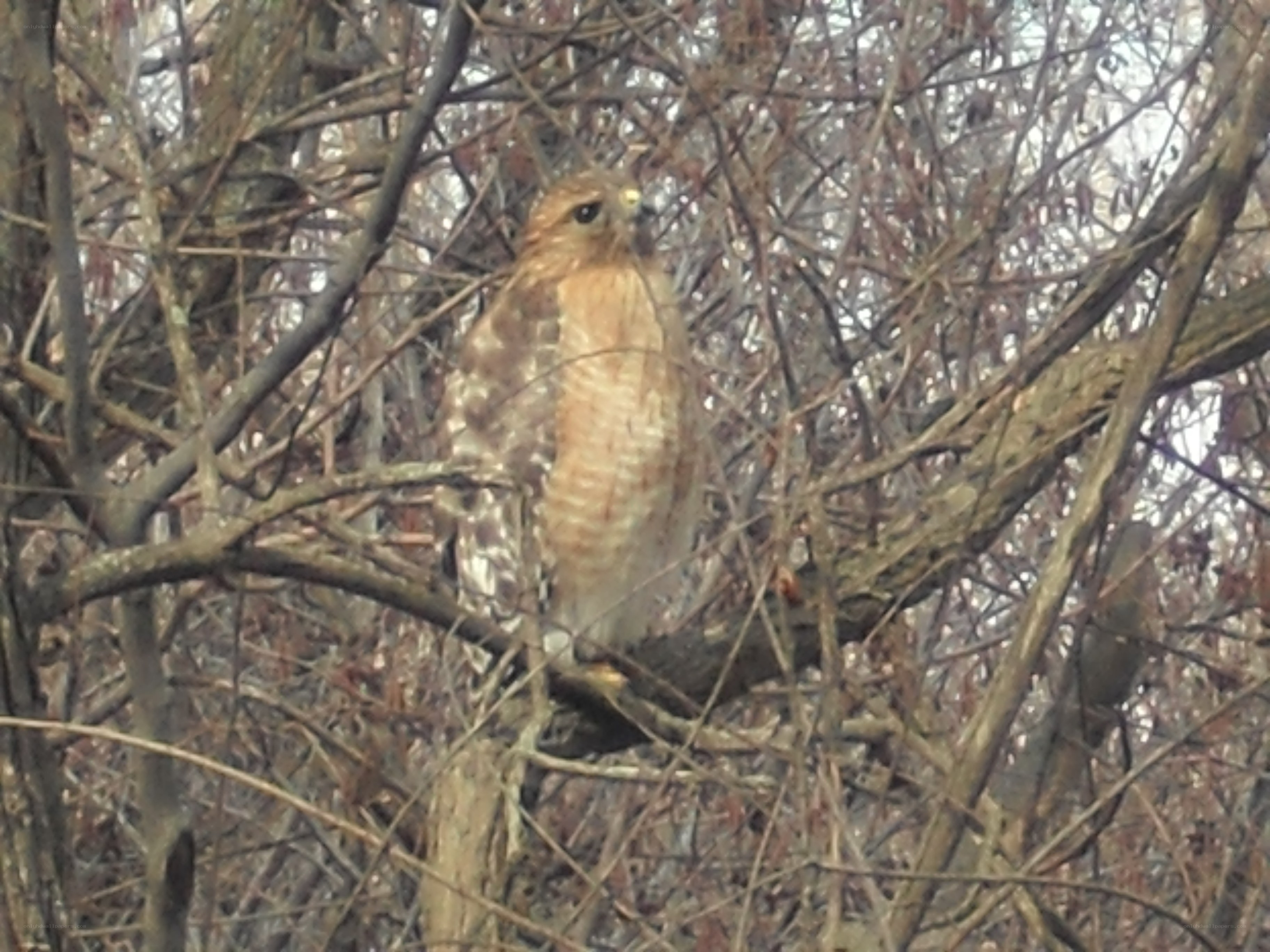 Hawk perched in bare branches