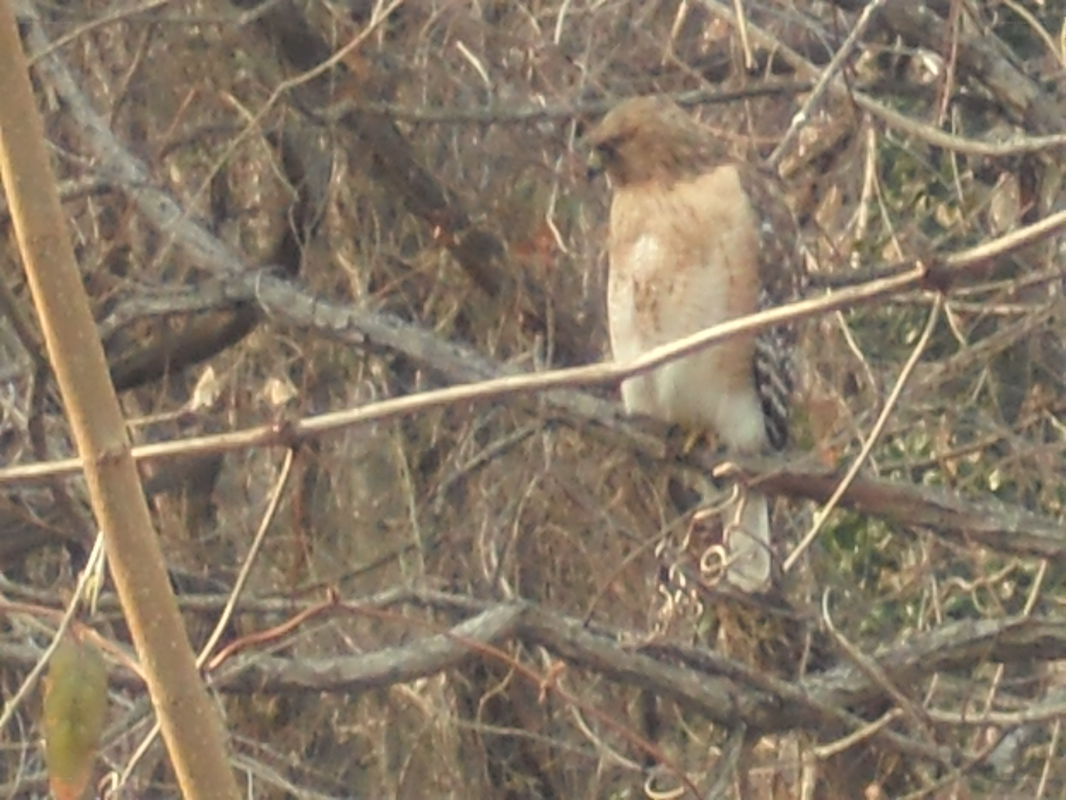 Hawk perched in branches