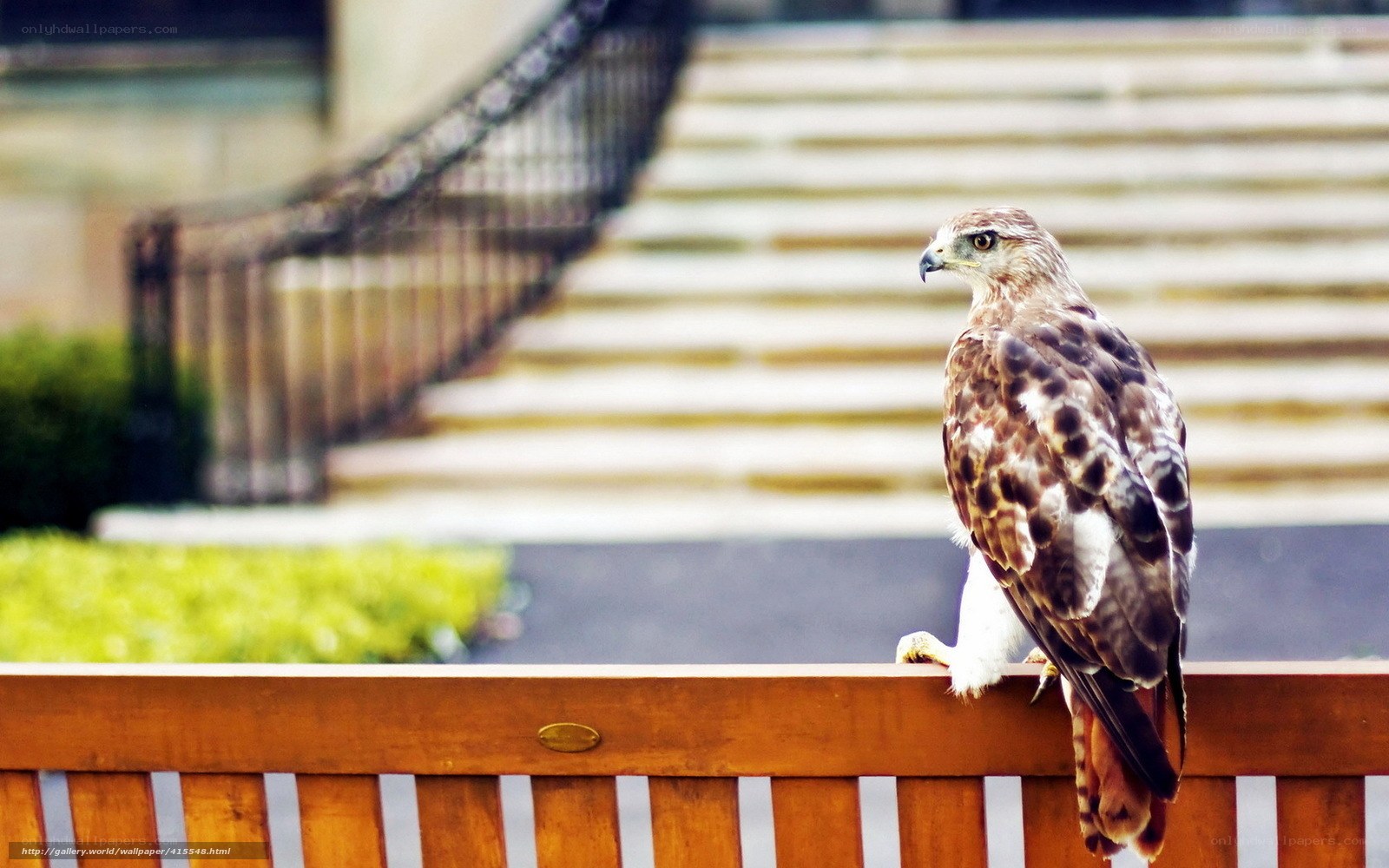 Hawk perched on a bench