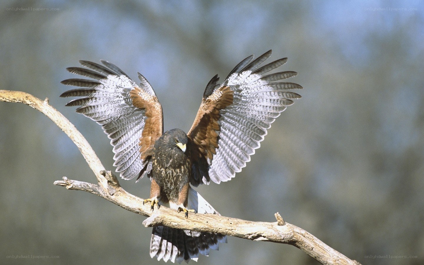 Hawk perched on a branch